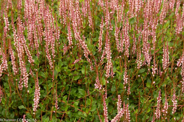 Passion Vivaces Persicaria vaccinifolia renouée tapis rose tendre