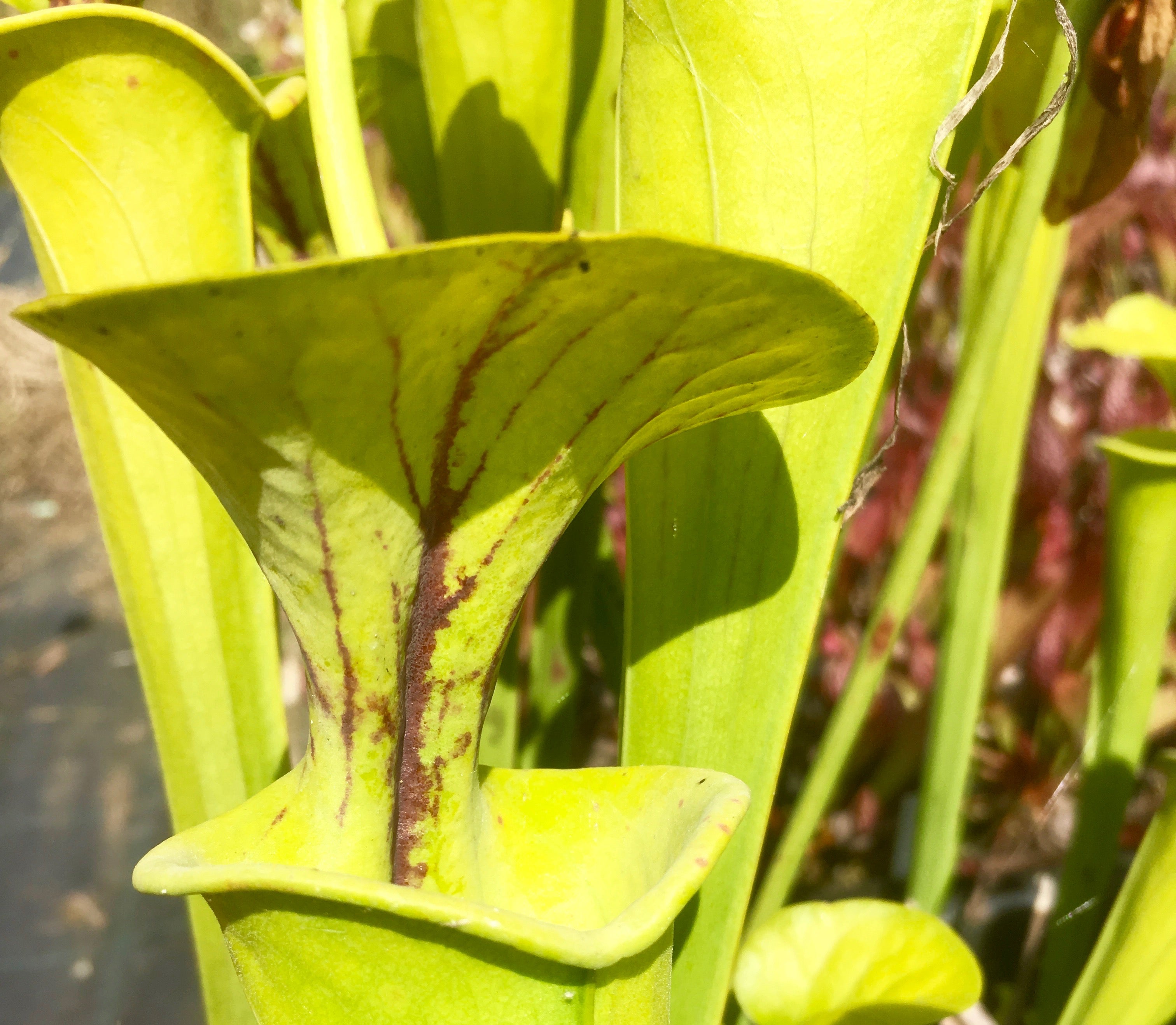 Carniflore Sarracenia flava Slack's Maxima plante carnivore adulte