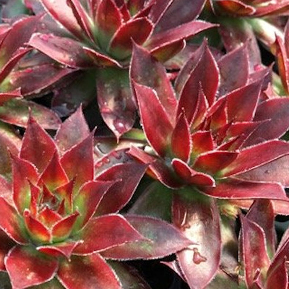 Bakker Joubarbe Chick Charms Sempervivum pot 9cm