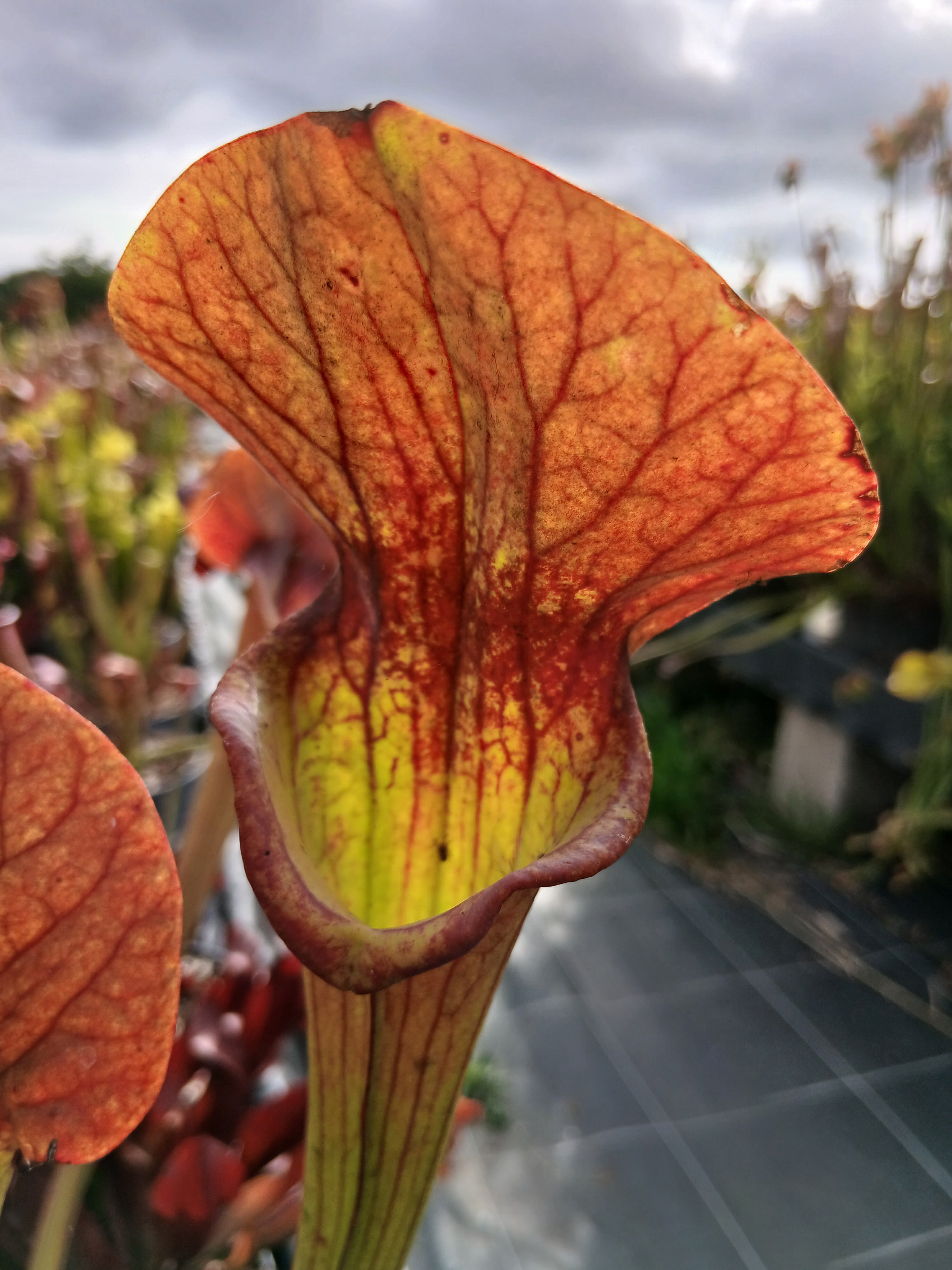 Carniflore Sarracenia x asbo plante carnivore adulte 1 pousse