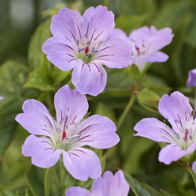 Bakker Plantes vivaces Géranium noueux violet pot 8cm ombre