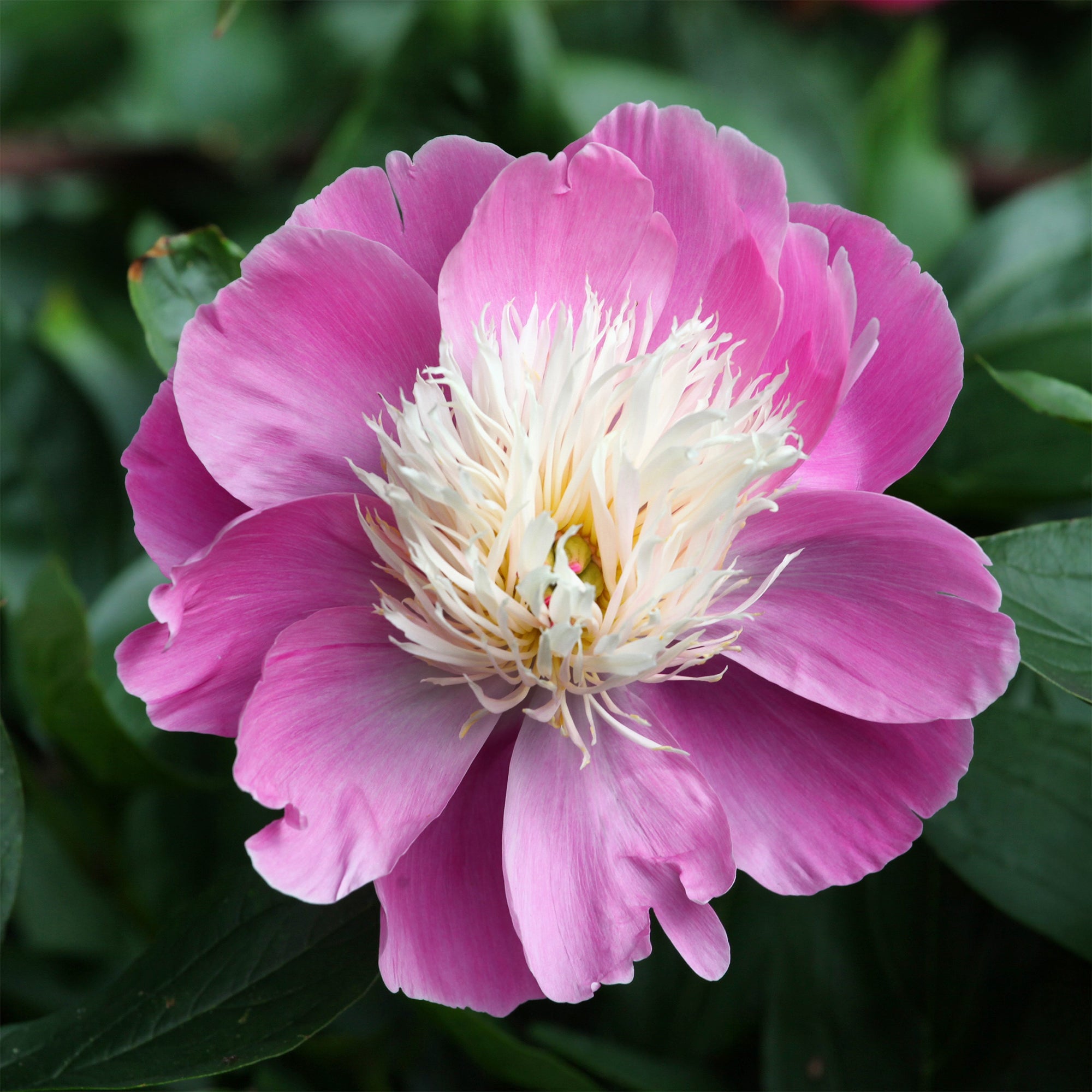 Bakker Pivoine Fantastic plante vivace racine nue fleurs roses