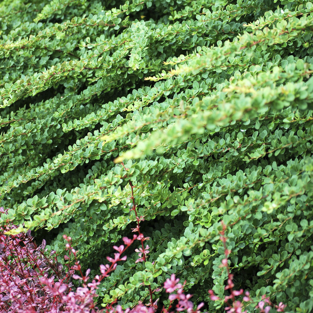 Bakker Plantes d'extérieur Épine-vinette Green Carpet pot 8cm