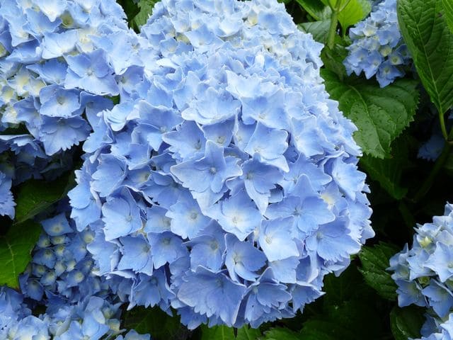 Les Hortensias du Haut Bois Europa hortensia boule bleue godet