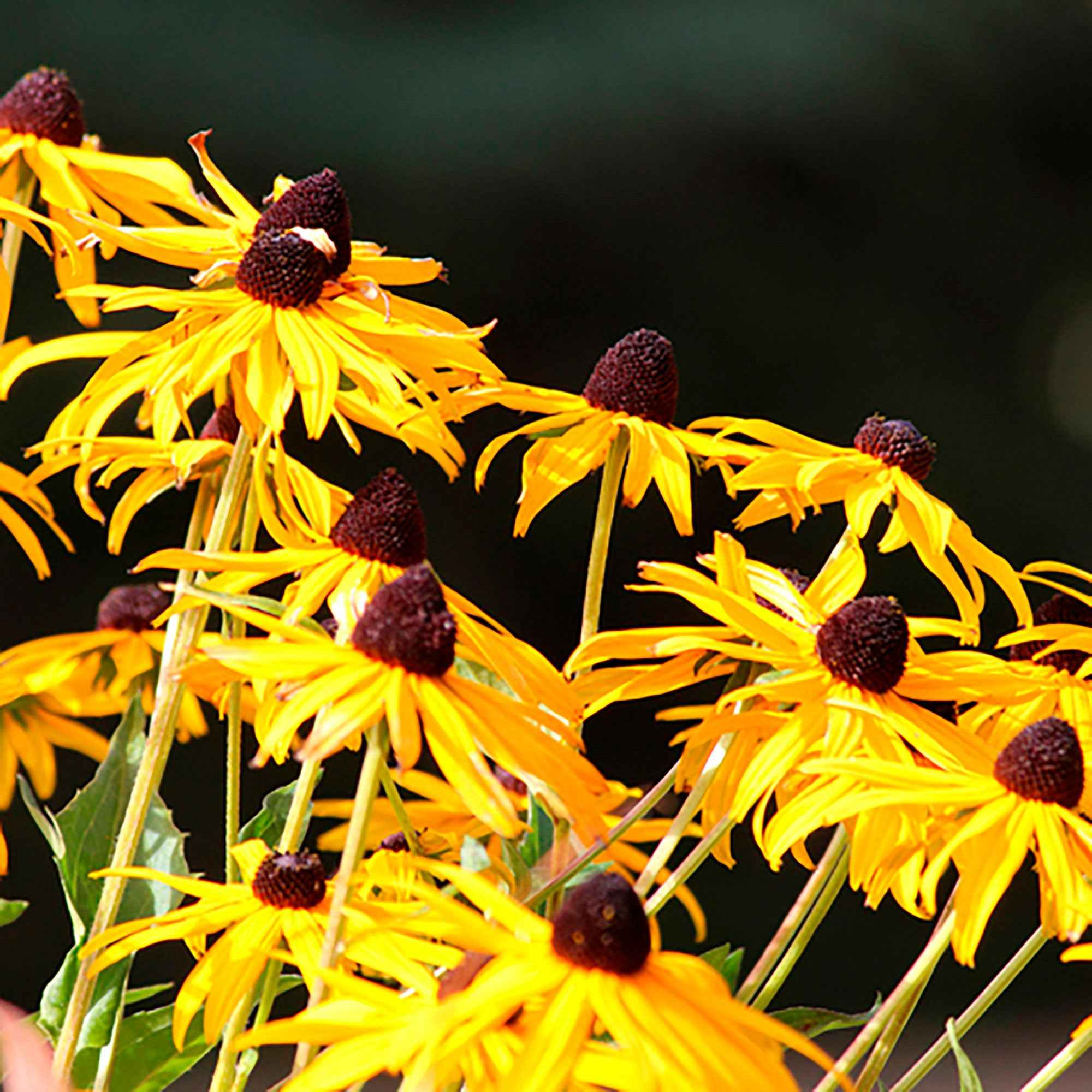 Bakker Goldsturm rudbeckia vivace pot 9cm fleur jaune