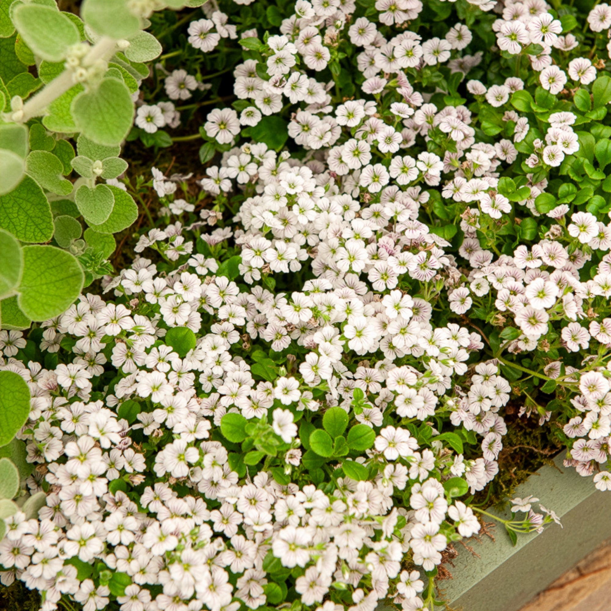Bakker Gypsophile en coussin vivace pot 9cm fleur blanche