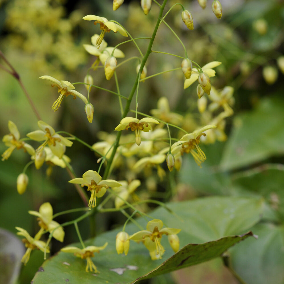 Bakker Fleur des elfes vivace godet 9cm fleurs jaunes