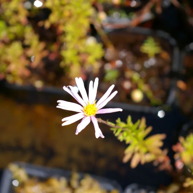 Carniflore Aster nemoralis plante de tourbière fleur rose violet