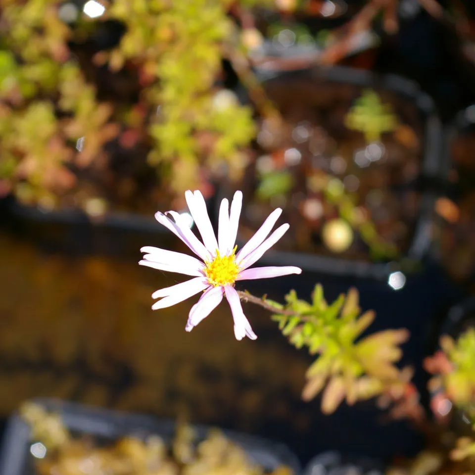 Carniflore Aster nemoralis plante de tourbière fleur rose violet