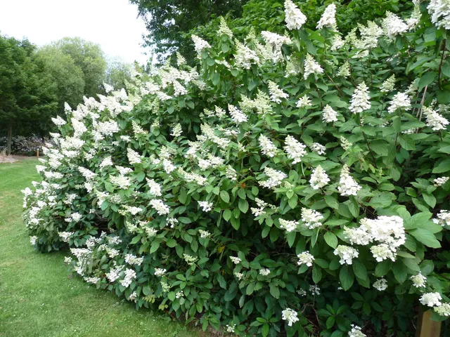 Les Hortensias du Haut Bois Tardiva hortensia panicule tardif
