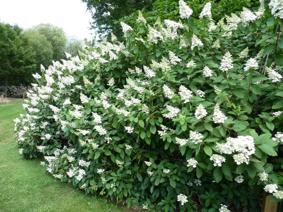 Les Hortensias du Haut Bois Tardiva hortensia panicule tardif