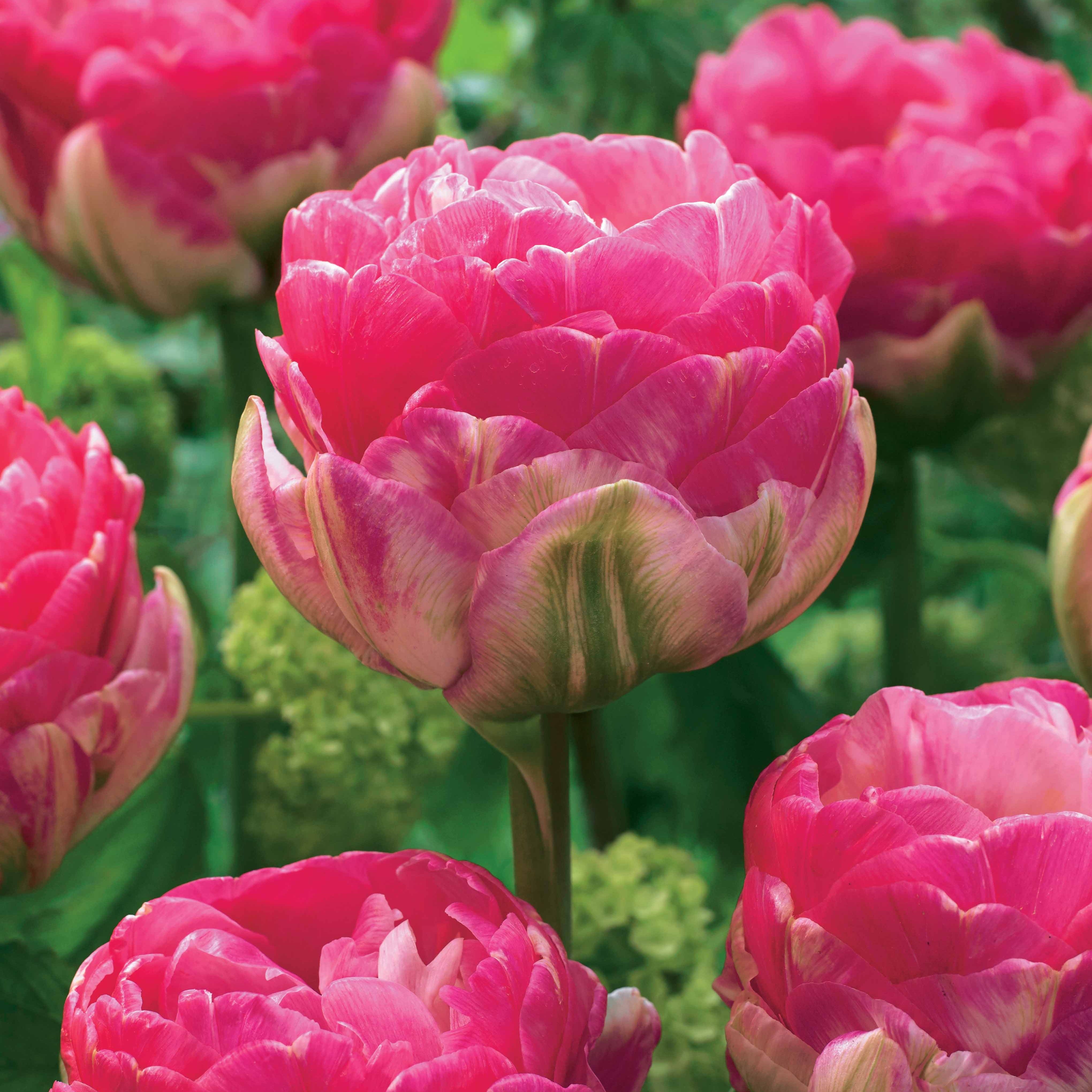 Bakker Tulipe Pompon rose pivoine 10 bulbes 11-12cm