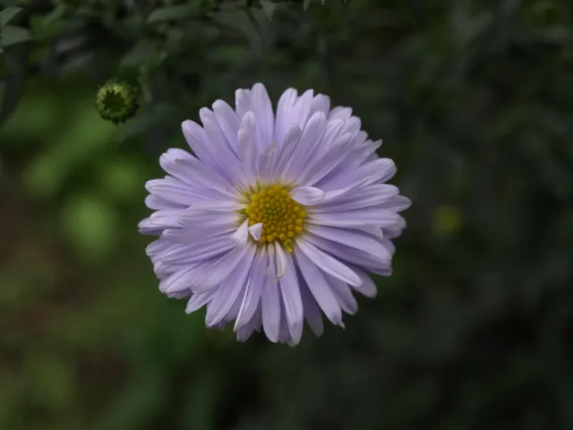 Passion Vivaces Aster laevis Nightshade vivace godet bleu glacier