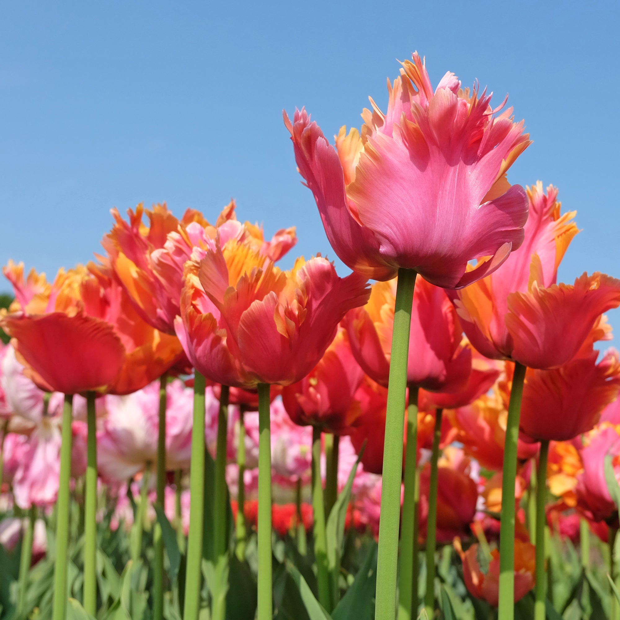 Bakker Tulipes perroquet Amazing Parrot sachet 7 bulbes roses