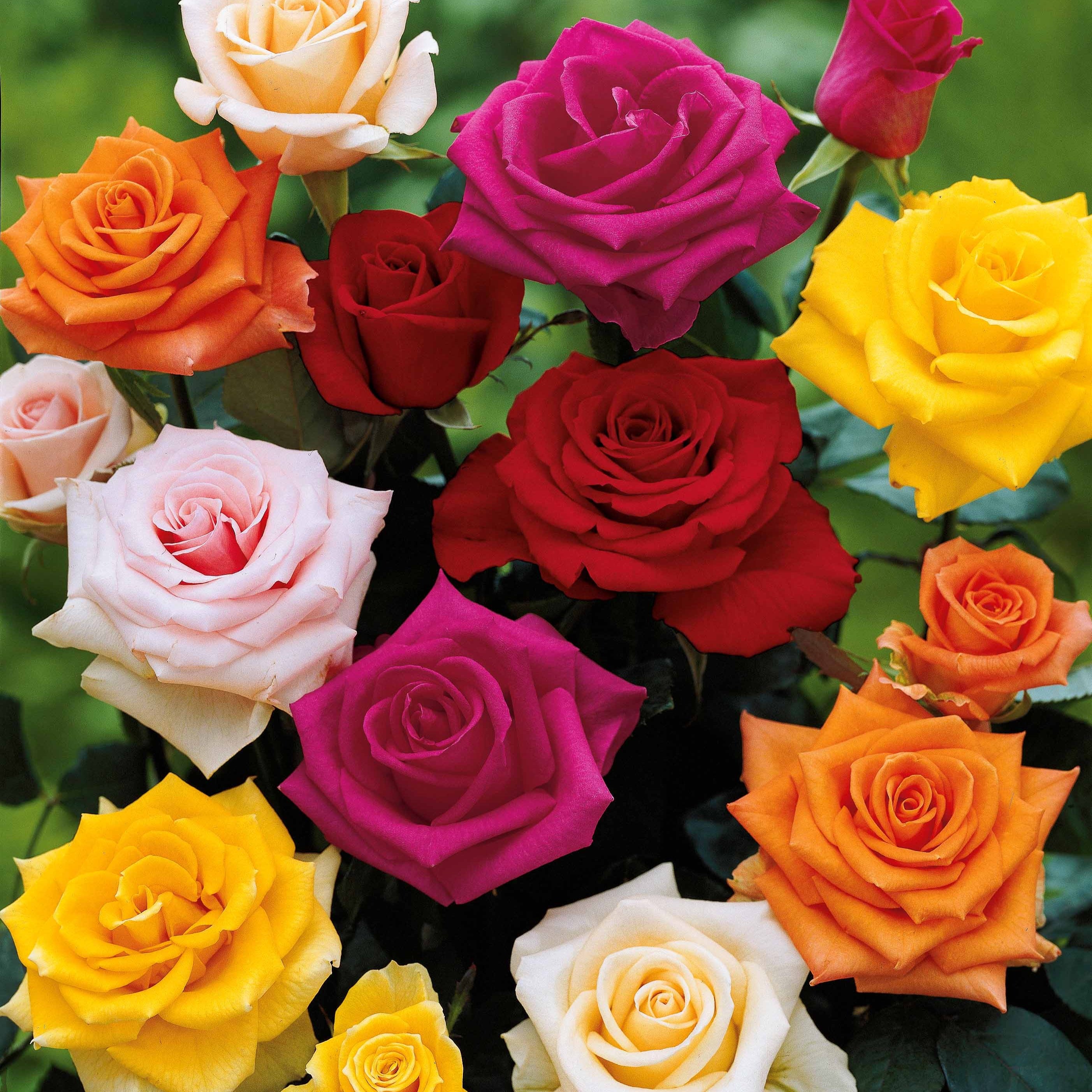 Bakker Rosiers 10 buissons mélange racines nues couleurs