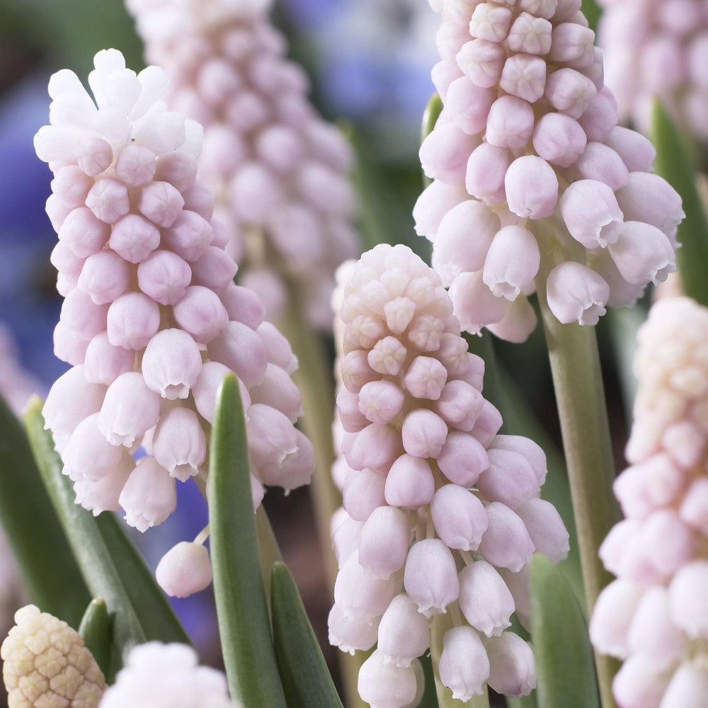 Bakker Pink Sunrise muscari bulbes sachet 5 rose printemps