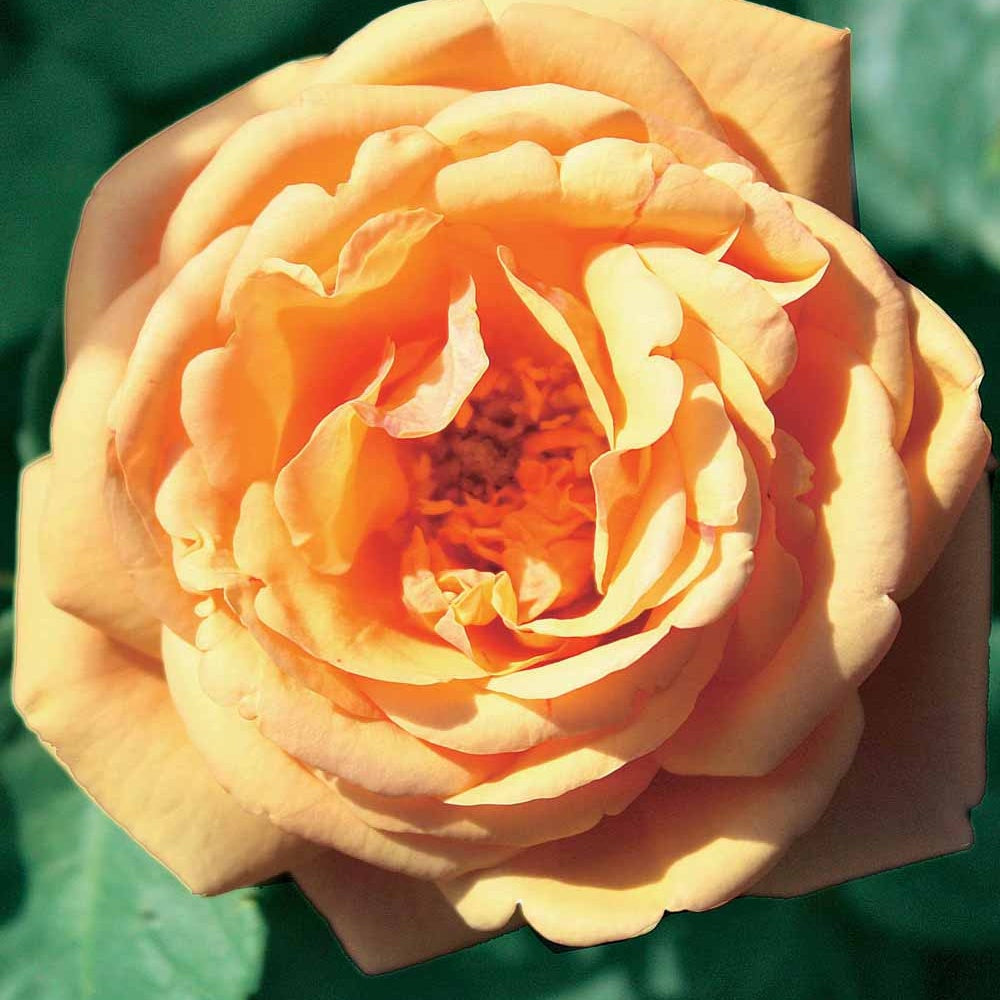 Bakker Charlie Ausgreen rosier anglais orange racine nue