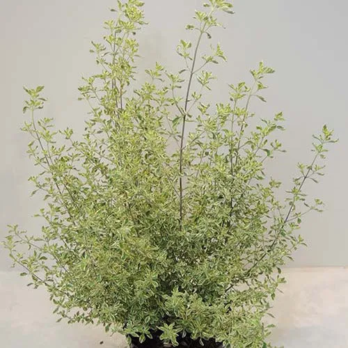 Bakker Menthe Australienne panachée plante aromatique pot 8cm
