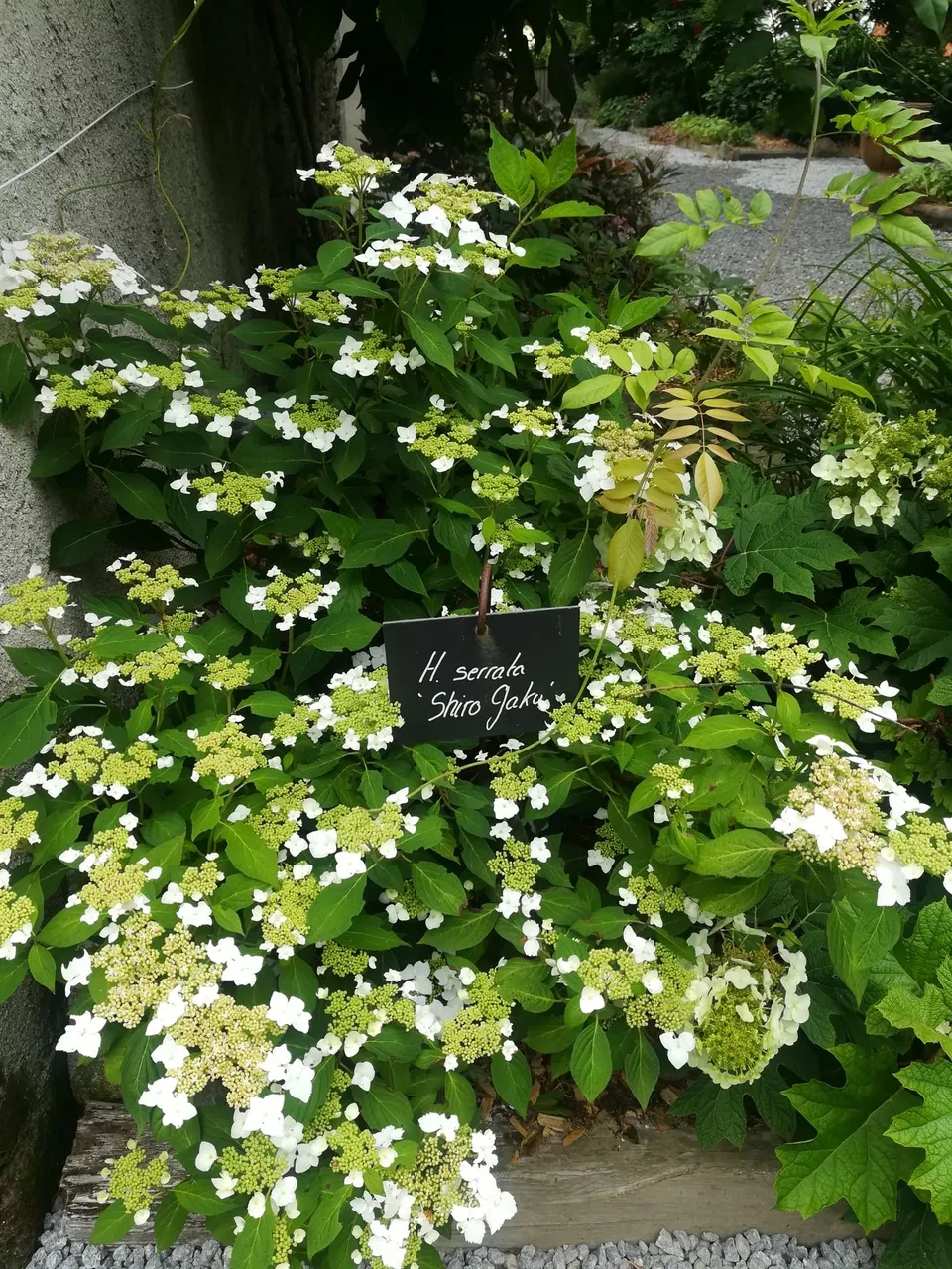 Hydrangea serrata Shiro Gaku hortensia fleurs plates blanc