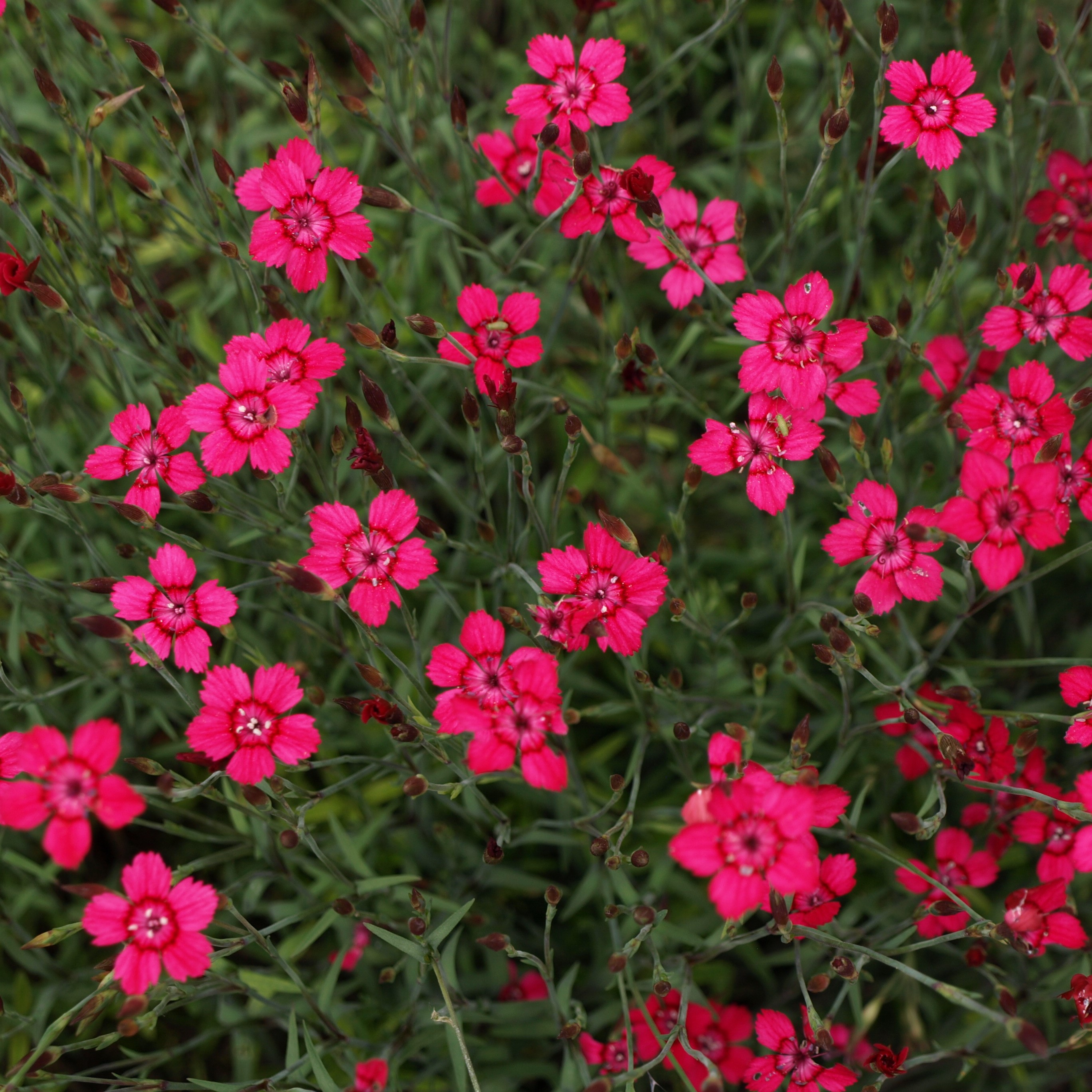 Passion Vivaces Dianthus Oeillet plante rocaille godet et pot