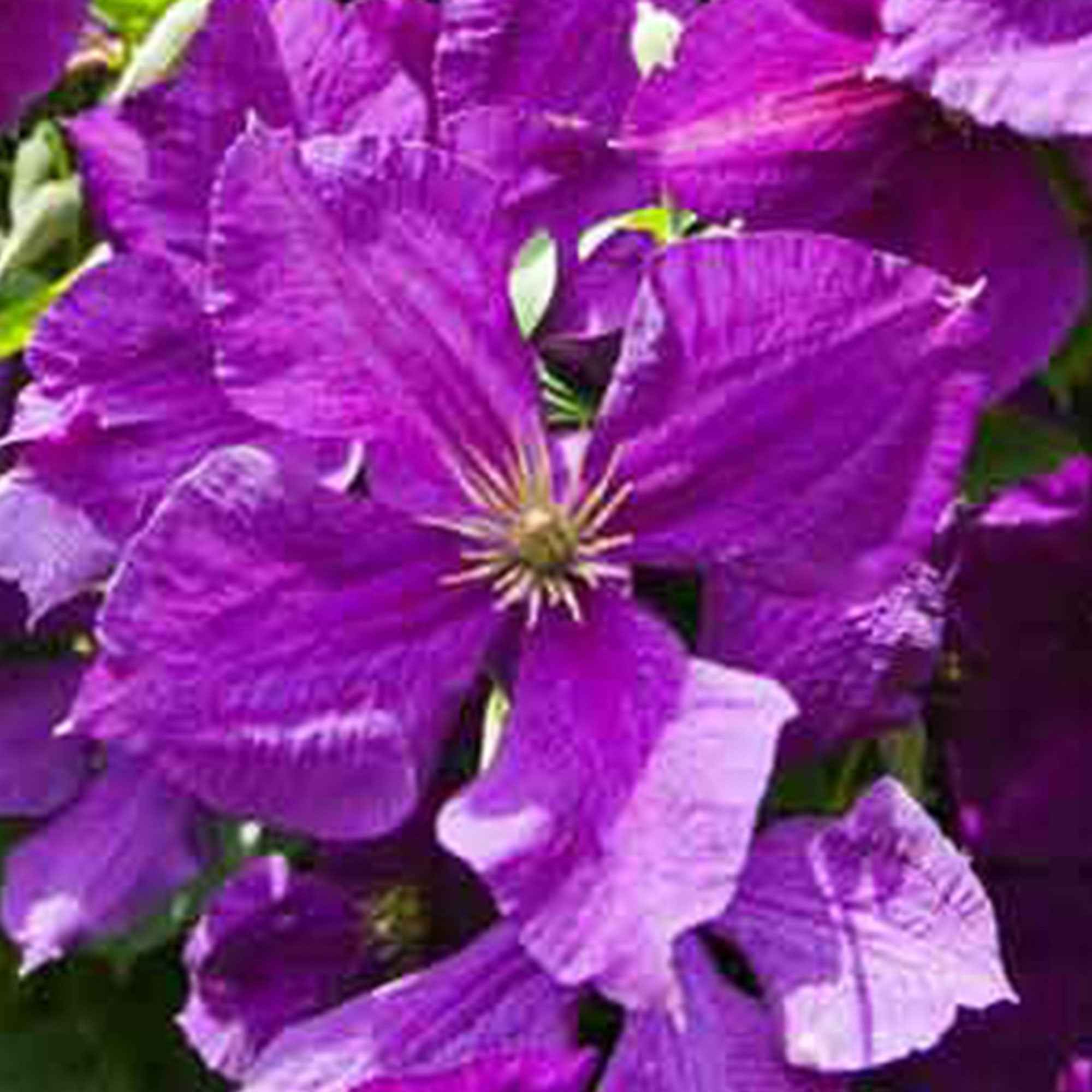 Bakker Jackmanii clématite violette pot Ø9cm 20-30cm grimpante
