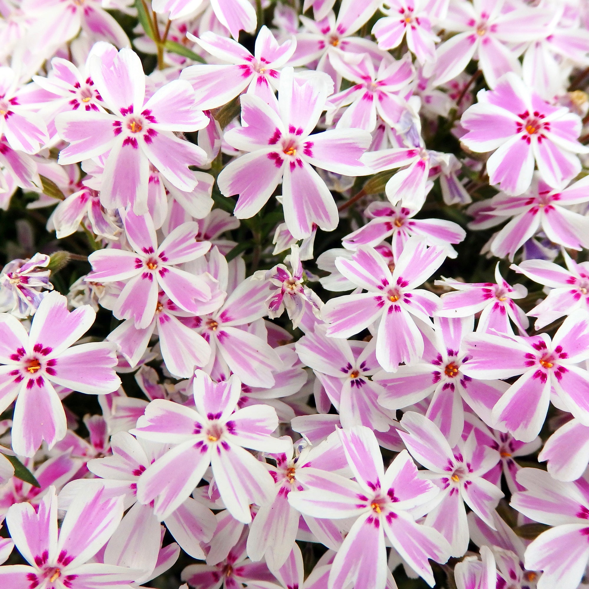 Bakker Phlox mousse Candy Stripes plante vivace pot 9cm bicolore