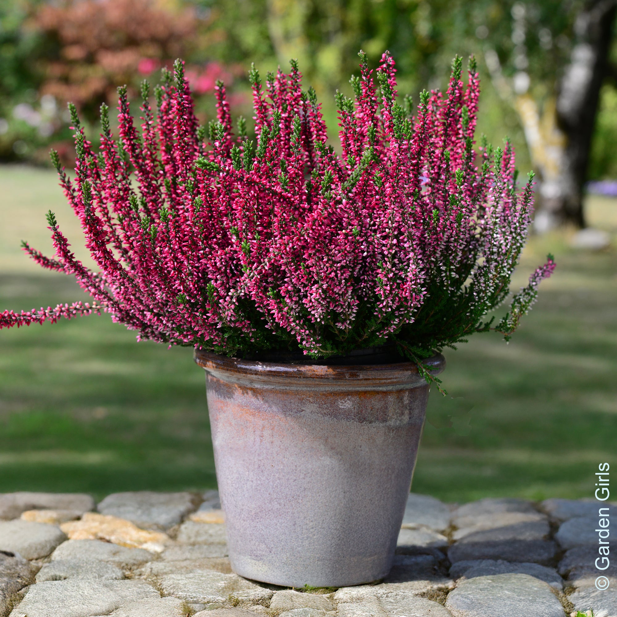 Bakker 3 Bruyères d'été rouges pots 8cm couvre-sol