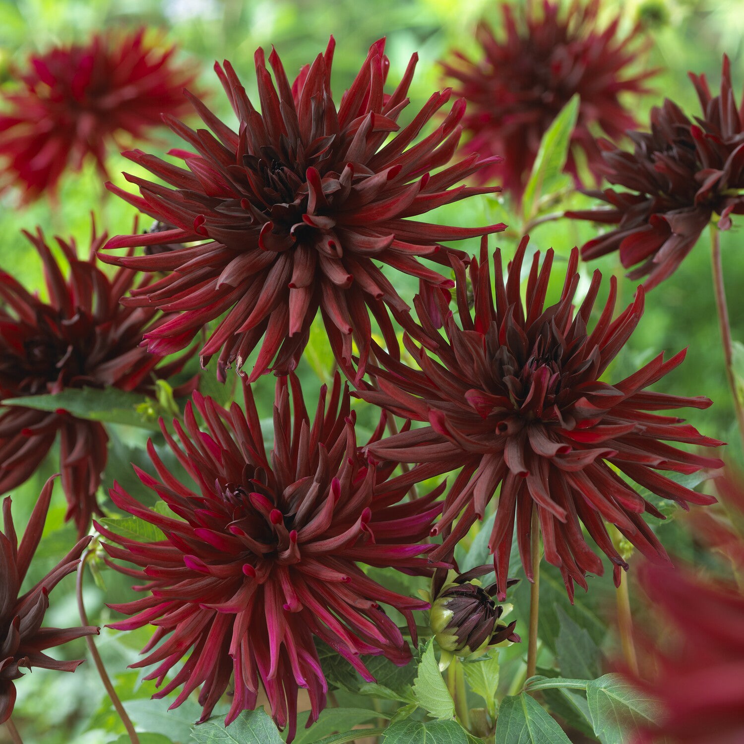Bakker Dahlia Black Narcissus cactus rouge sachet 3 bulbes