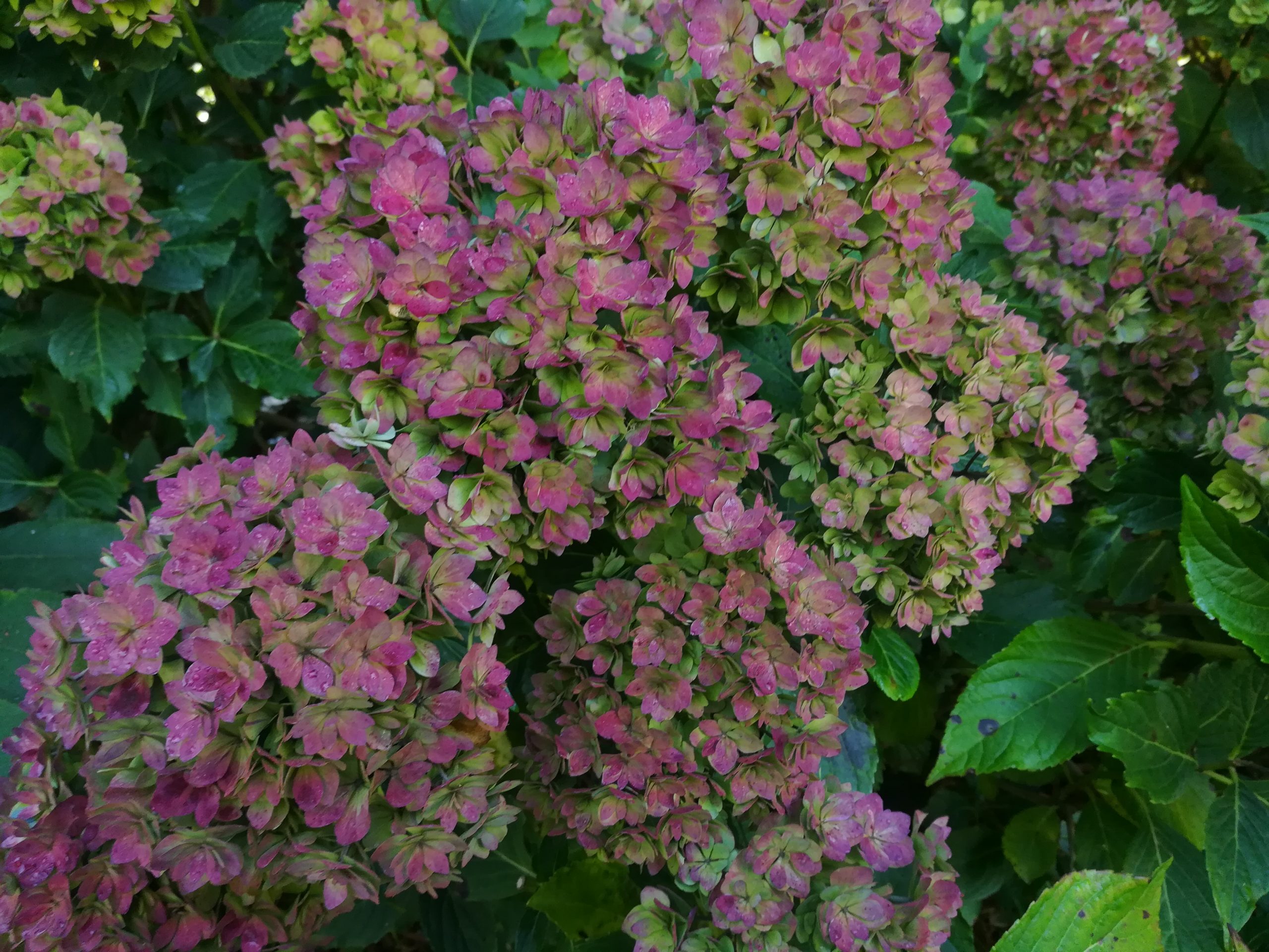 Les Hortensias du Haut Bois You and Me Together hortensia double