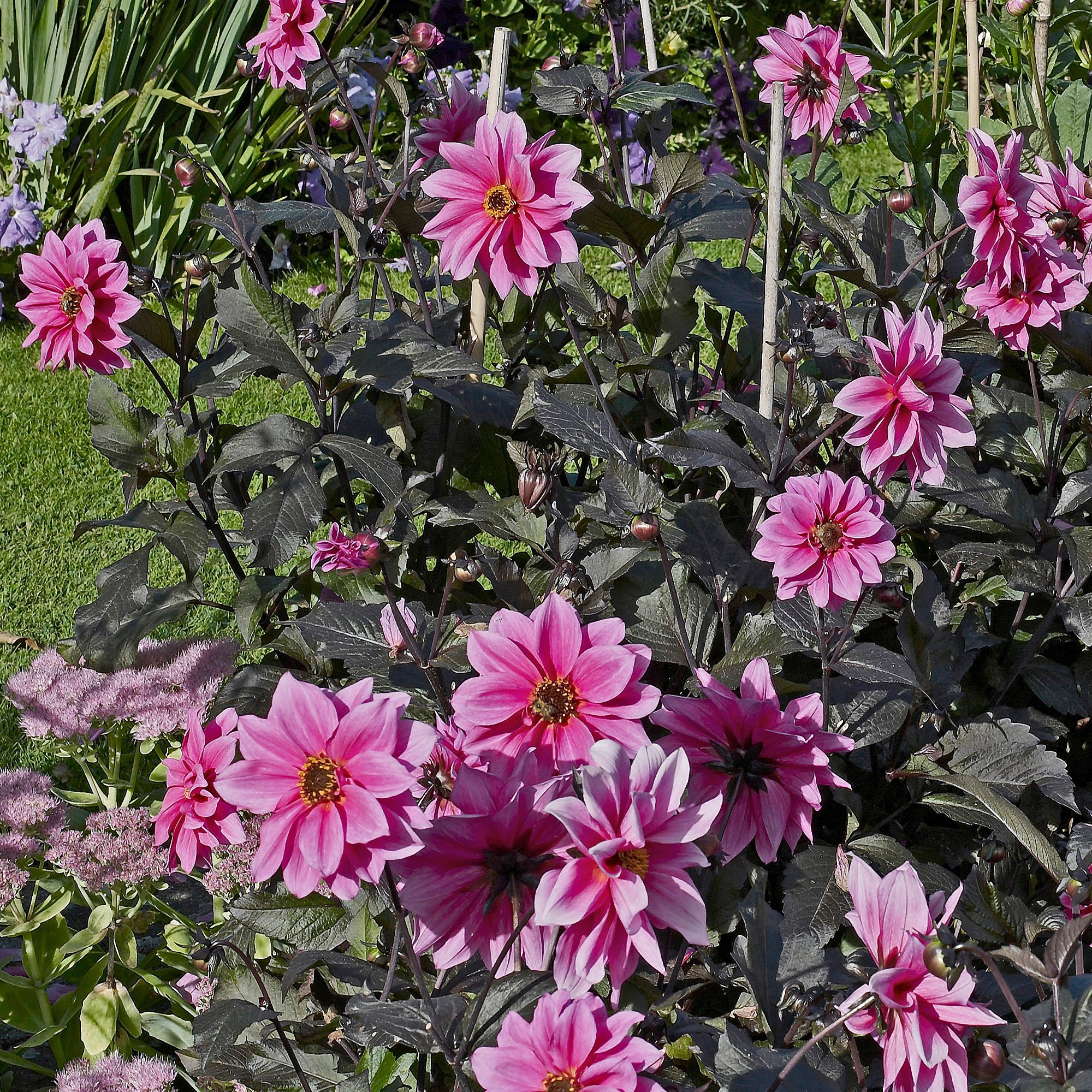 Bakker Fascination dahlia nain sachet 1 bulbe fleurs roses