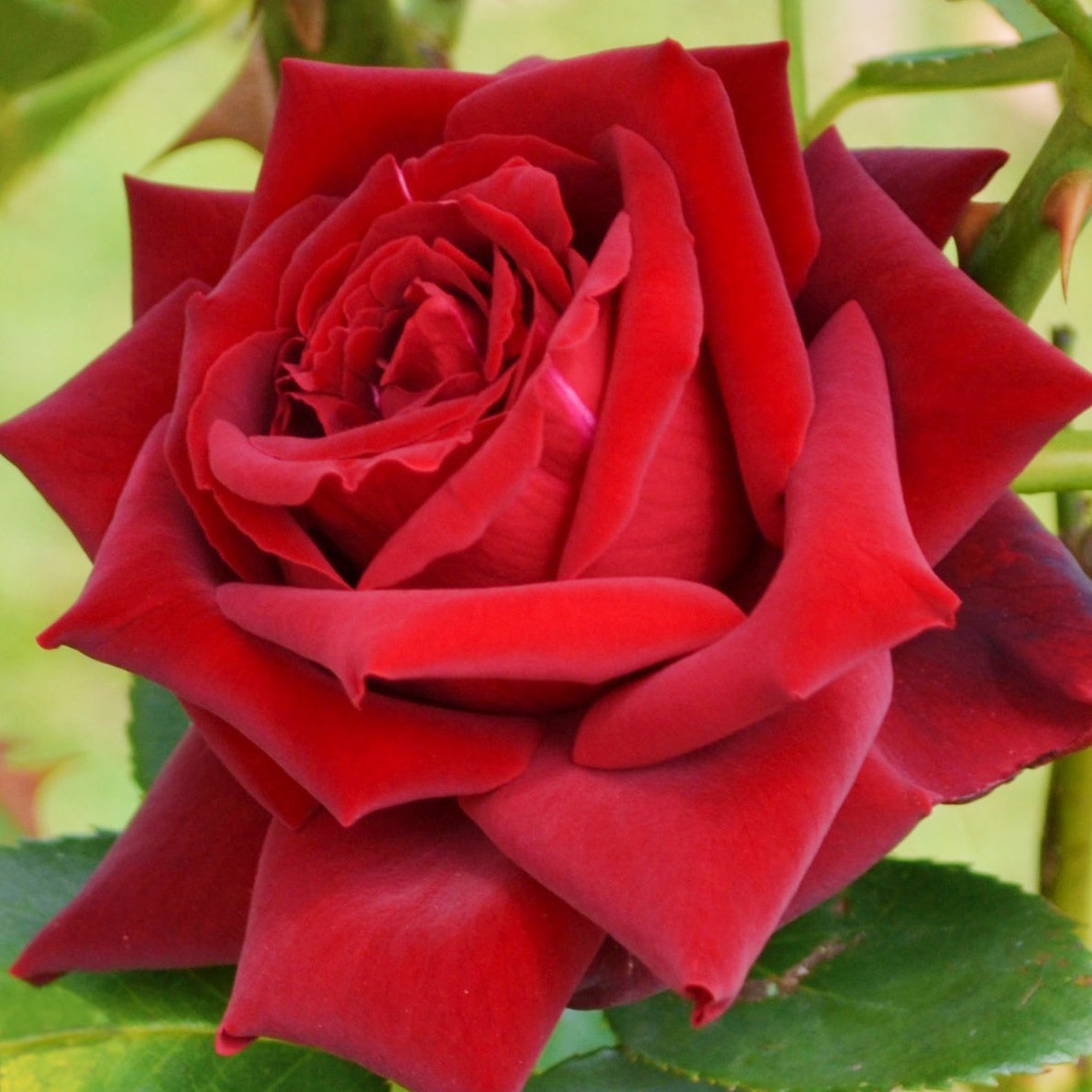 Bakker Rosier Grande Amore motte rouge buisson