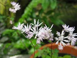Passion Vivaces Thalictrum kiusianum pigamon pot 1 L rose lavande