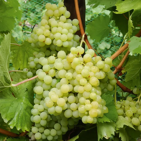 Bakker Exalta vigne blanche motte 2 ans