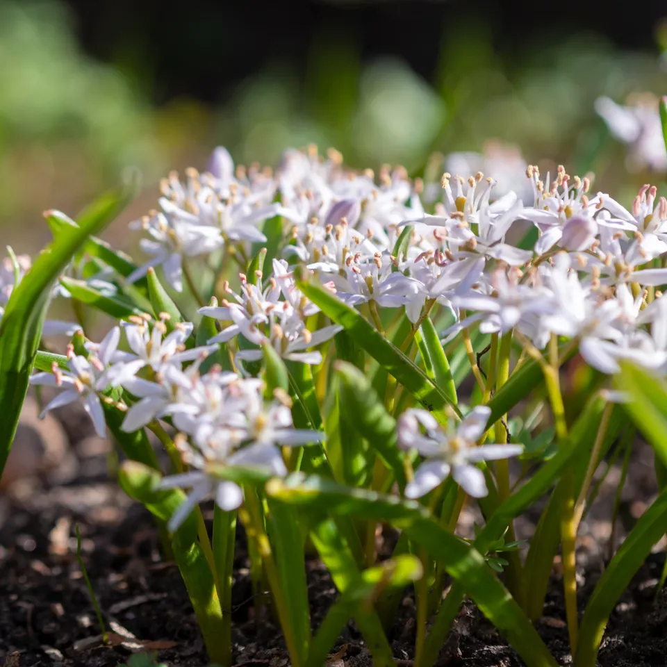 Bakker Scille bifolia bulbes x10 blanc fév-avril