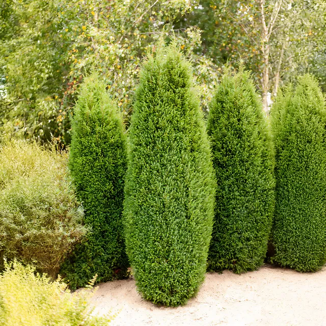 Bakker Ornement Sentinel genévrier commun pot 9cm 15-20cm colonnaire