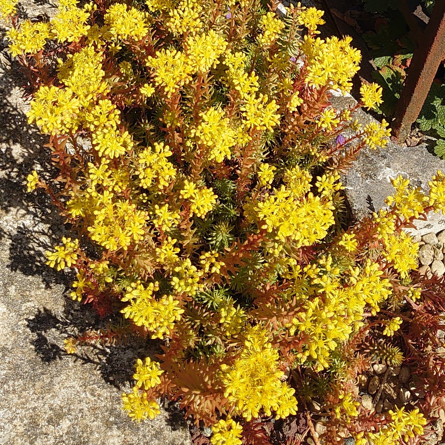 Passion Vivaces Sedum Angelina plante de jardin godet feuillage jaune