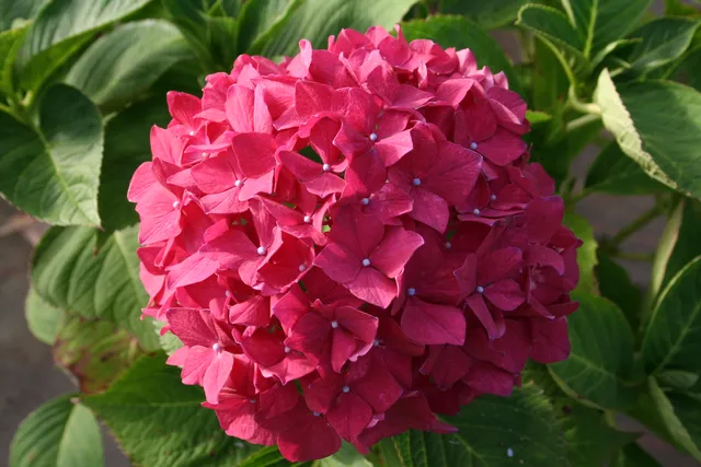 Les Hortensias du Haut Bois Stockholm hortensia boule macrophylla