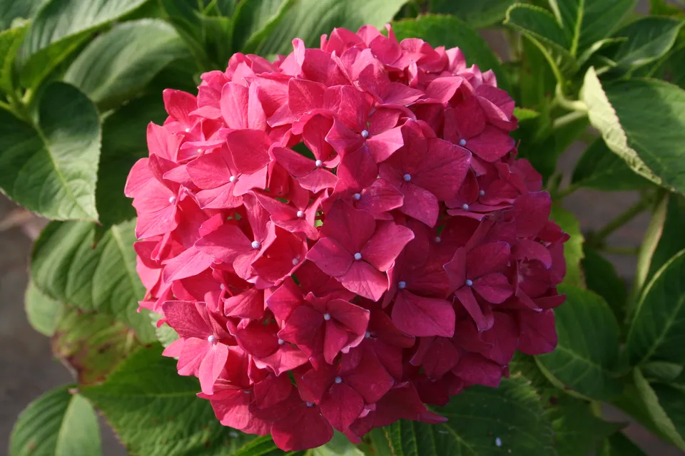 Les Hortensias du Haut Bois Stockholm hortensia boule macrophylla