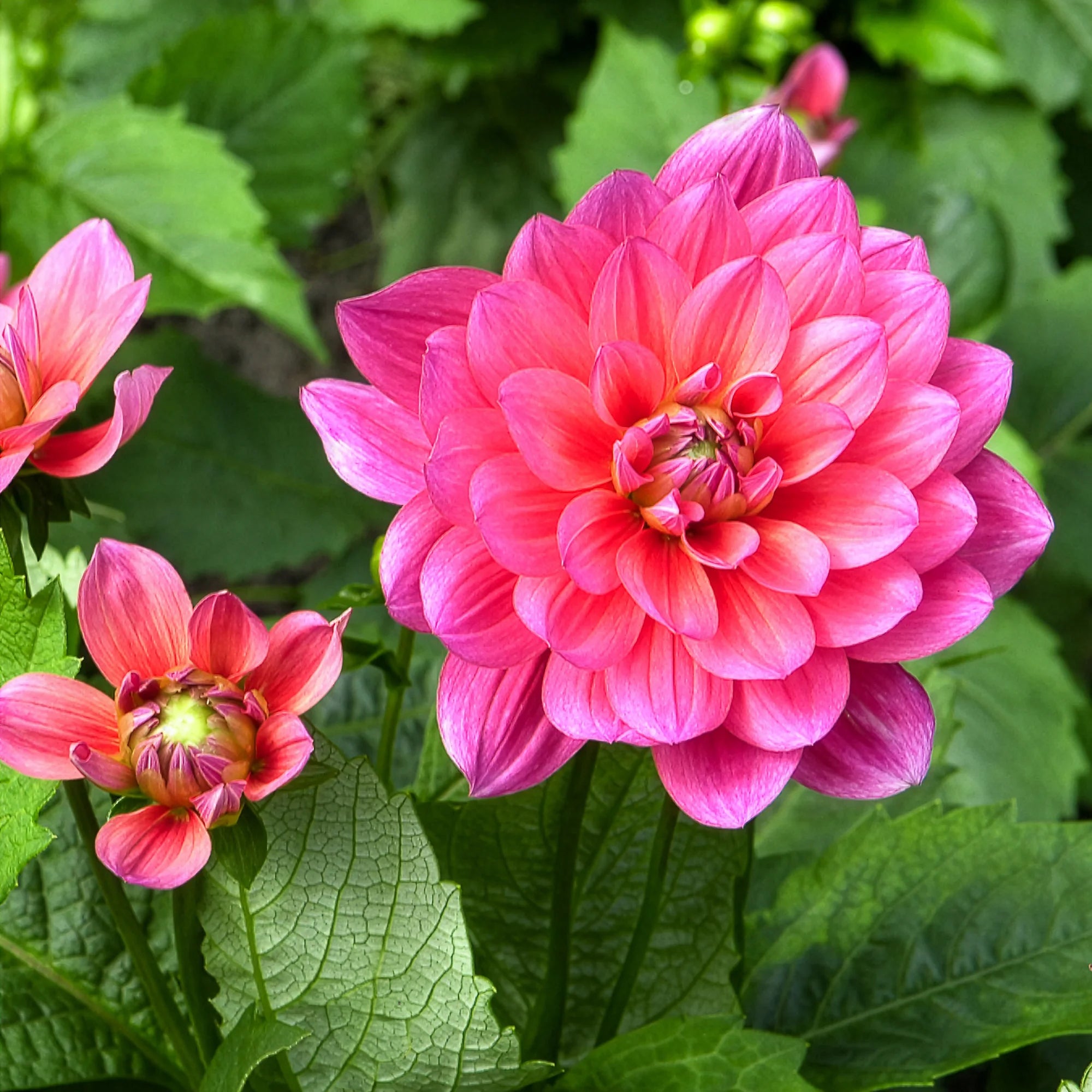 Bakker Berliner Kleene dahlia nain bulbe rose sachet 1