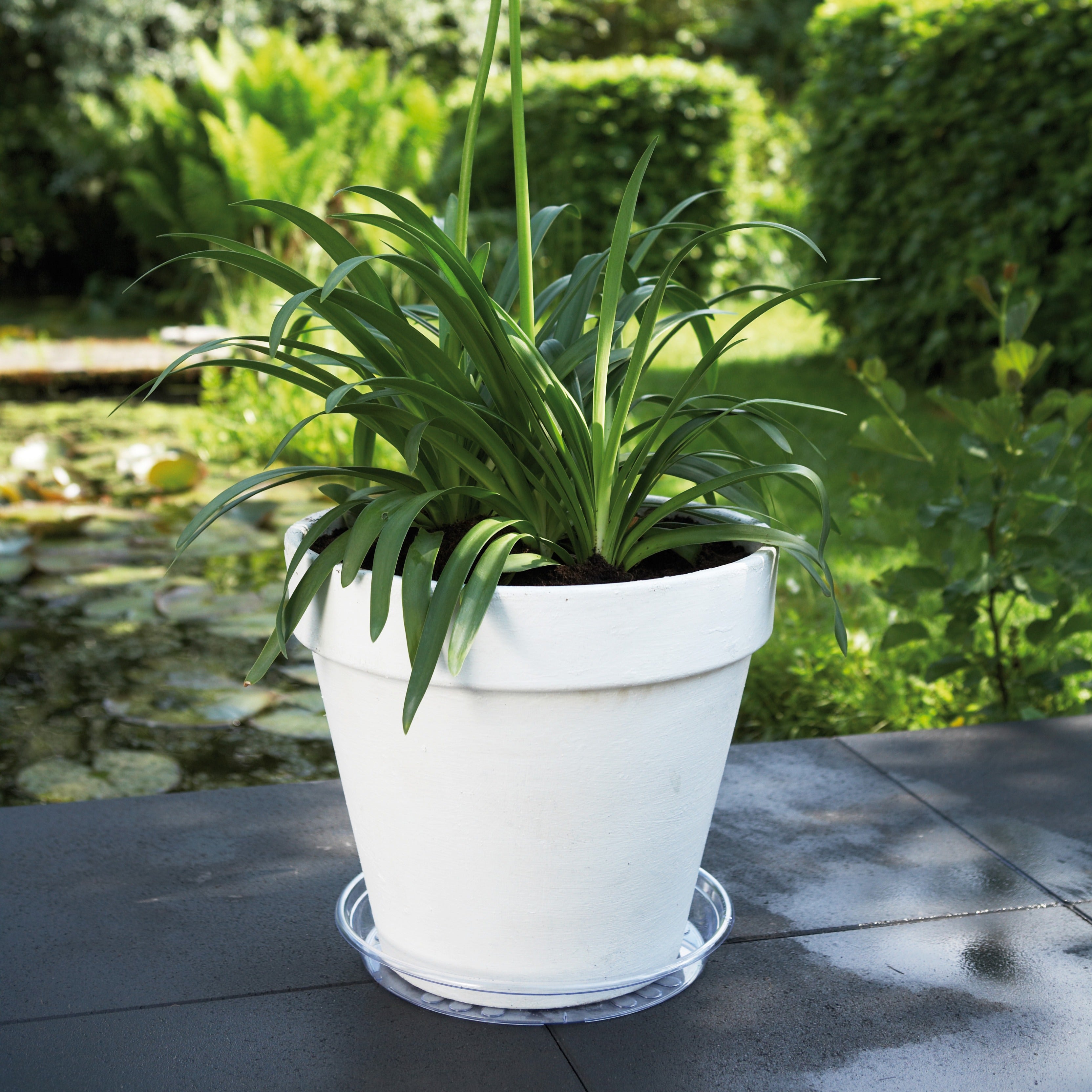 Elho Uni-Saucer soucoupe transparente Ø14cm plastique