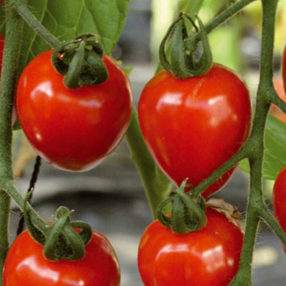 Bakker Tomates cerises graines lot 3 sachets Sungold