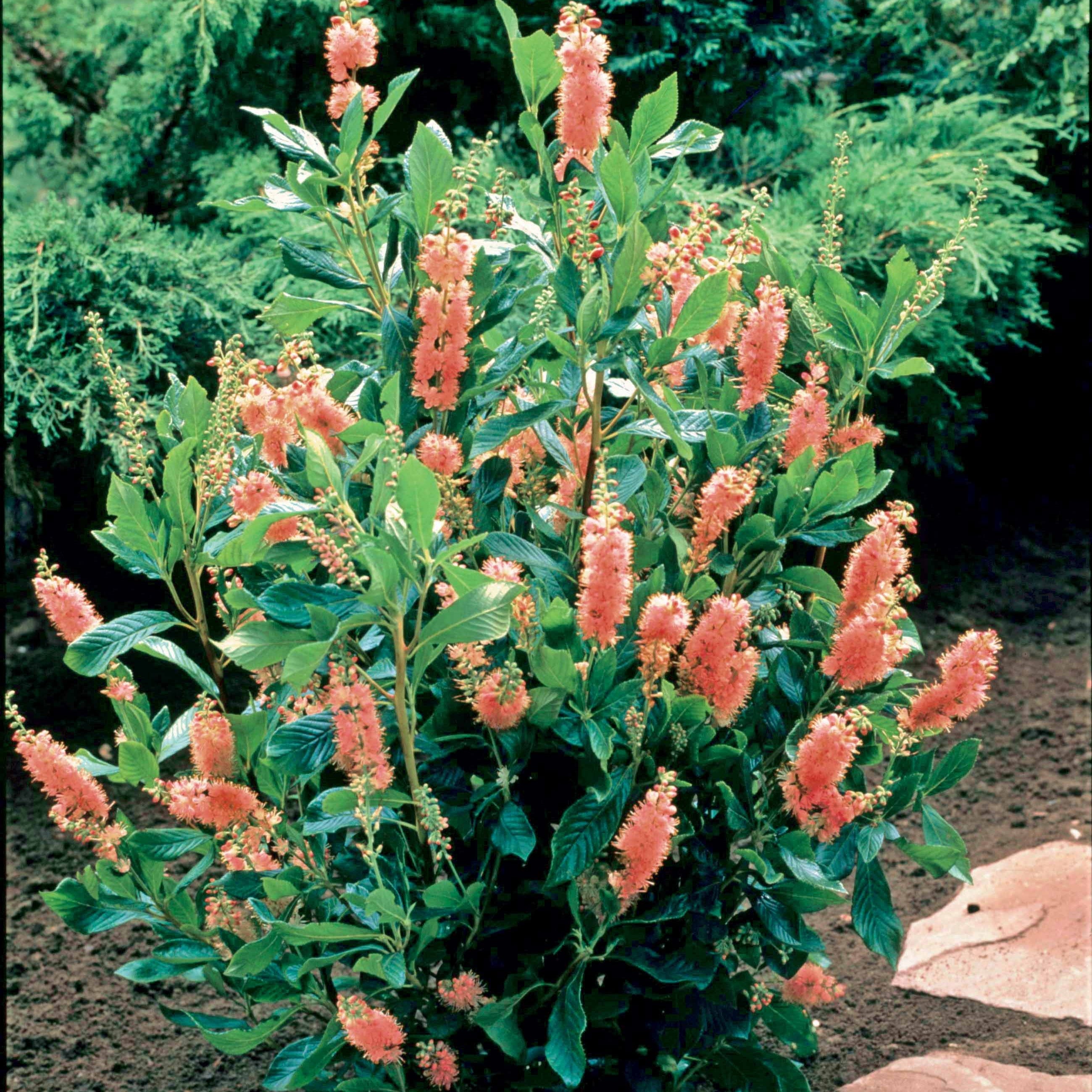 Bakker Clethra Flèche rose arbuste pot Ø 9cm rose parfumé