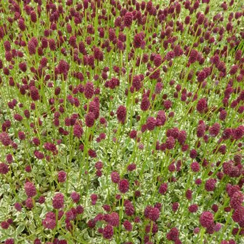 Bakker Little Angel sanguisorbe pot Ø 9 cm fleurs rouges