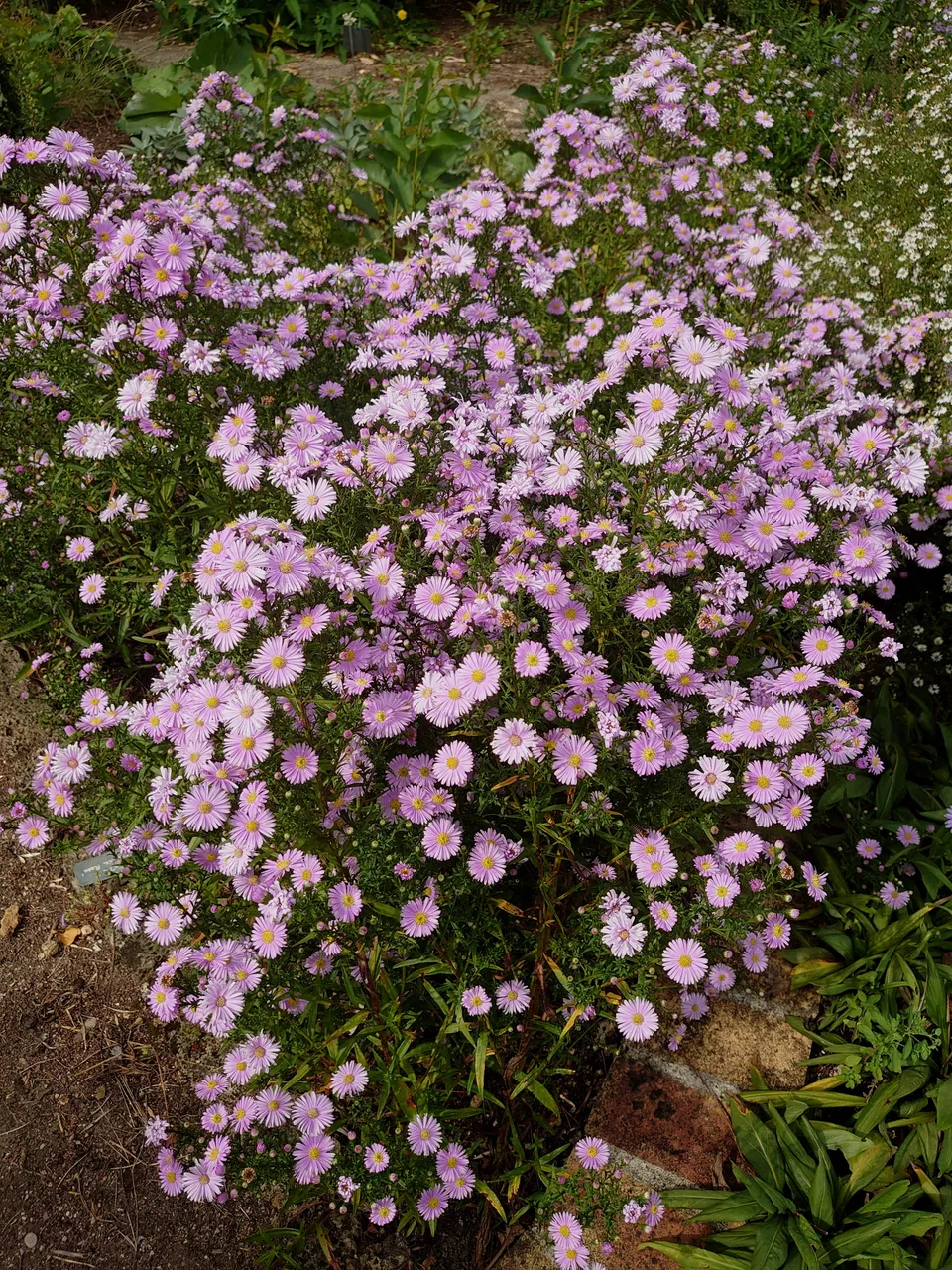 Passion Vivaces Aster Joli Rose aster rose pot 1 litre