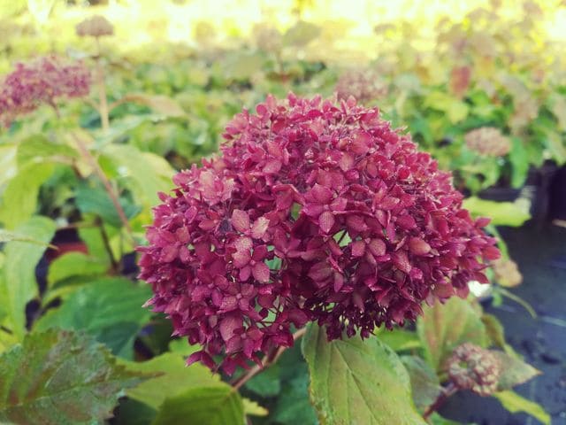 Les Hortensias du Haut Bois Hydrangea arborescent Invincible hortensia blanc