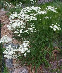 Aster ptarmicoides Major plante vivace godet fleur blanche
