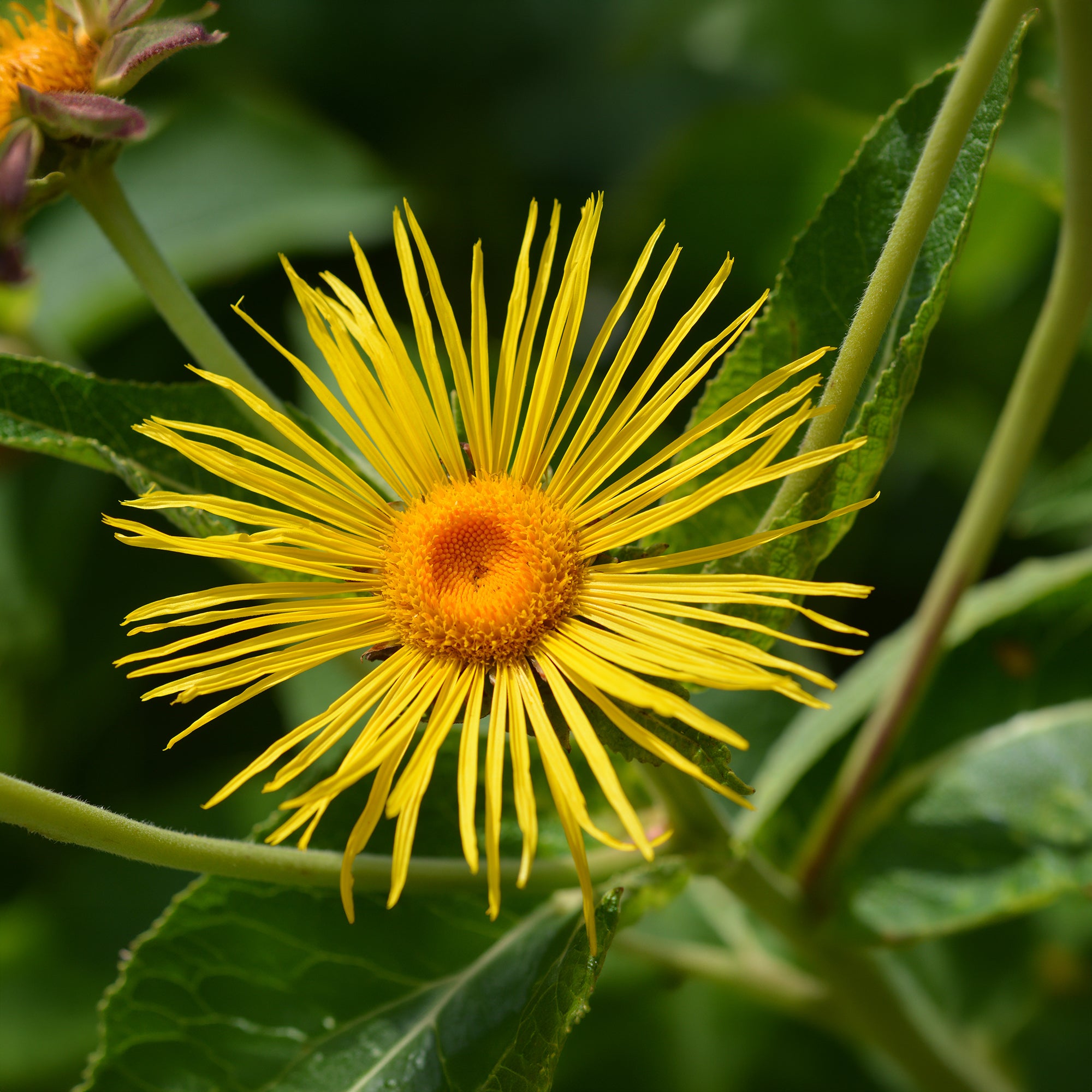 Bakker Plantes vivaces Aunée magnifique plante pot 8cm jaune
