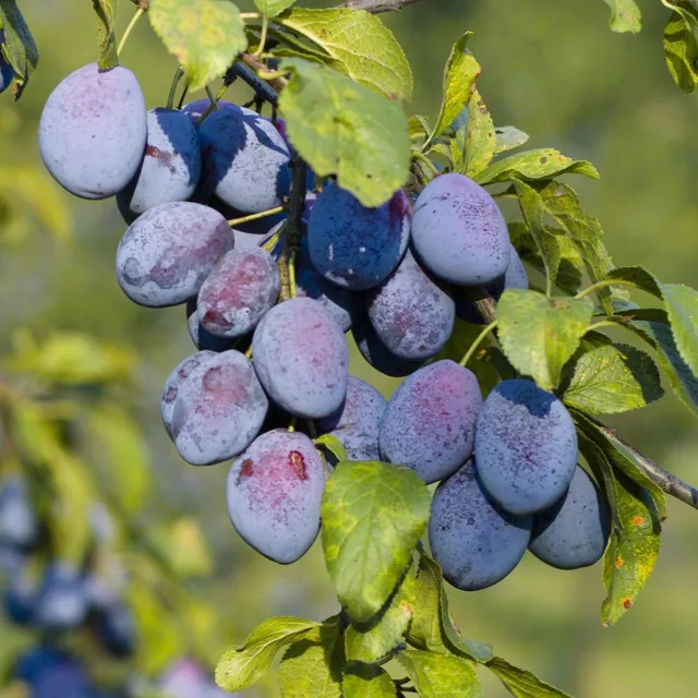 Bakker Prunier Agen Prunus domestica fruitier pot 3L 80-100cm