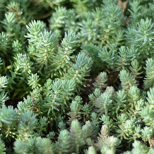 Passion Vivaces Sedum Reflexum orpin godet jaune persistant