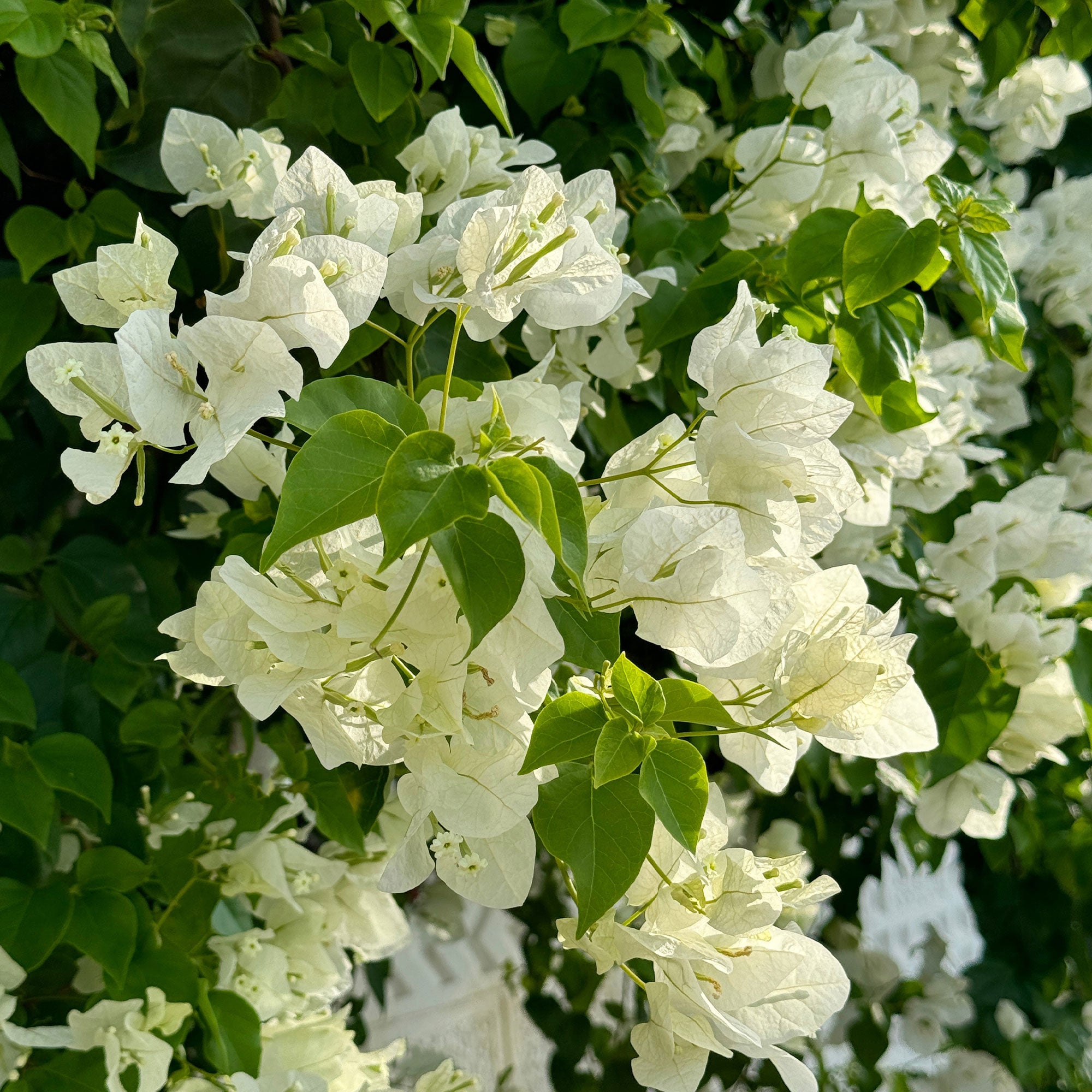 Bakker Bougainvillier blanc grimpante pot Ø12cm 30cm